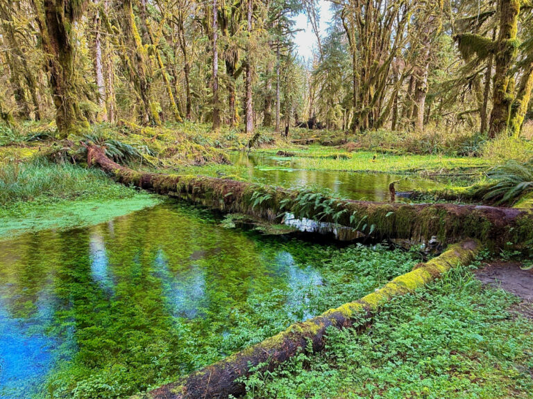 Olympic National Park Without Hardcore Hiking A Realistic First Timer