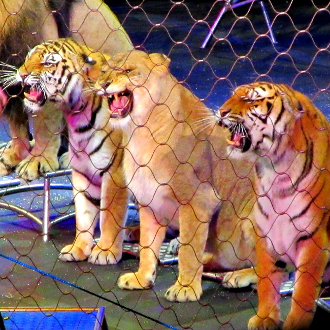 fun things to do with kids in Baltimore: the circus