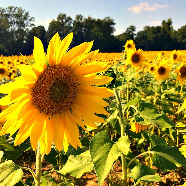clear meadow farms sunflower fields