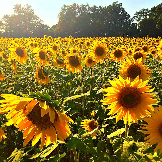 clear meadow farms sunflower fields