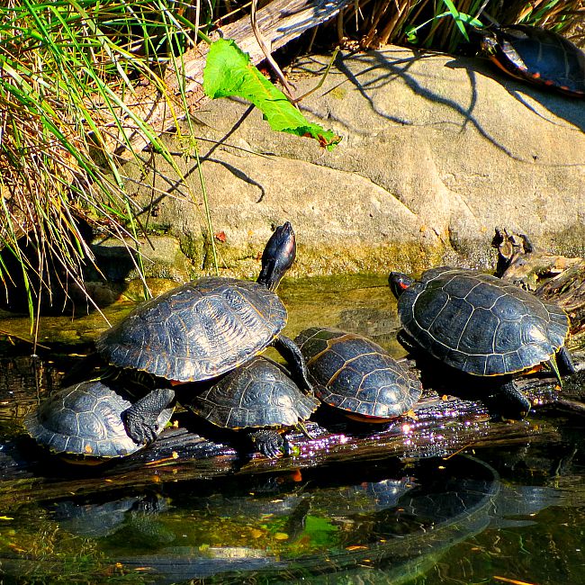 fun things to do with kids in DC: The national zoo