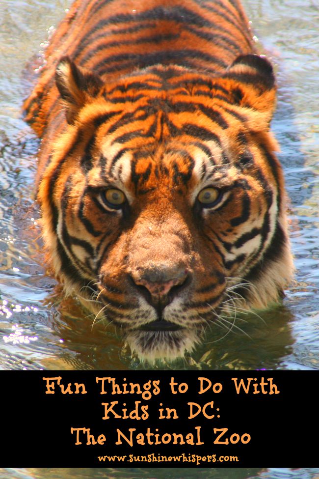 fun things to do with kids in DC: The national zoo