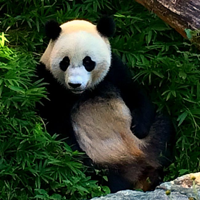 Fun Things to Do With Kids in DC: The National Zoo