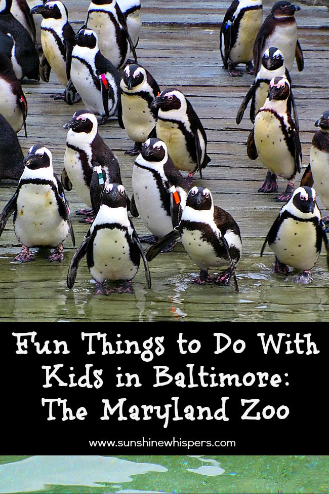 The Maryland Zoo: Fun Things to Do With Kids in Balitmore