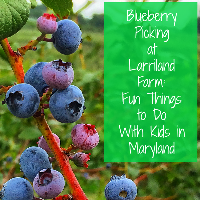 Blueberry Picking at Larriland Farm