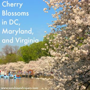cherry blossoms in DC, Maryland, and Virginia