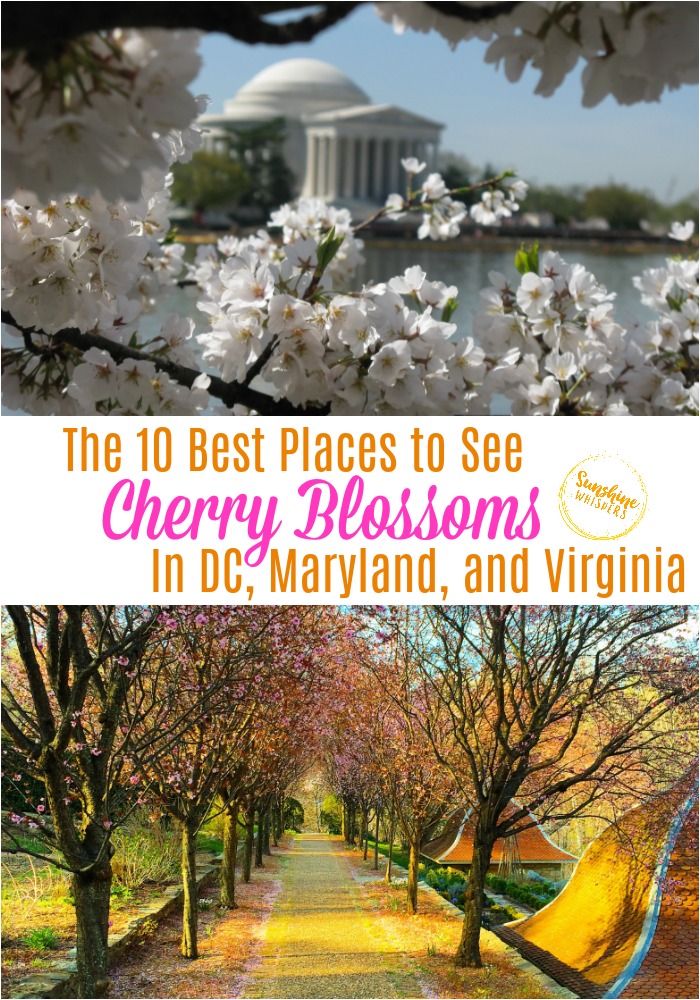 best places to see cherry blossoms in dc