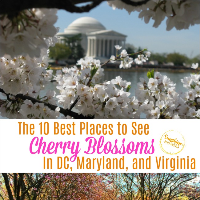 best places to see cherry blossoms in dc