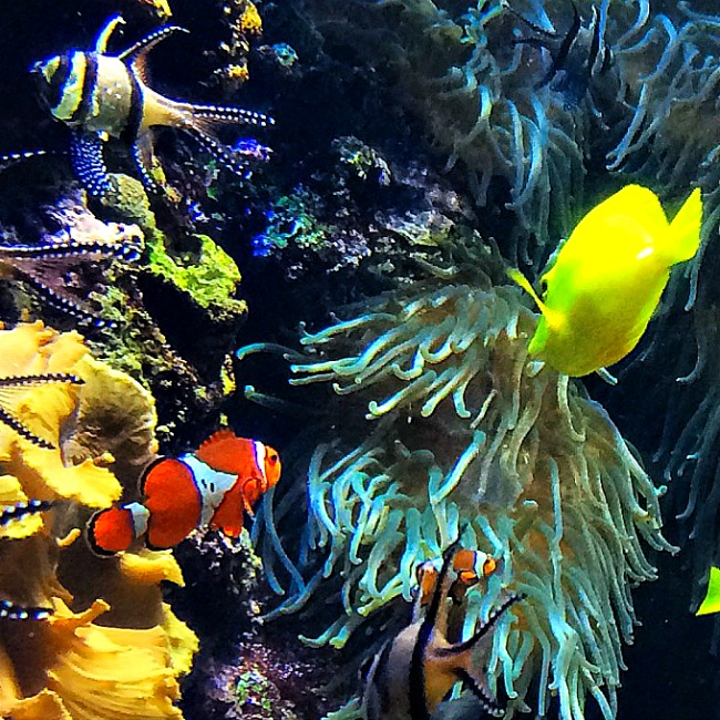 national aquarium in baltimore