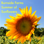 burnside farms summer of sunflowers