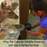 catoctin wildlife preserve and zoo