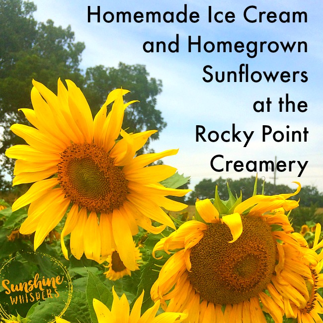 Visit the Rocky Point Creamery for Ice Cream, Stay for Sunflowers