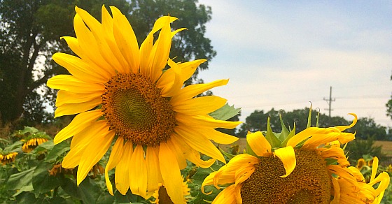 Visit The Rocky Point Creamery For Ice Cream Stay For Sunflowers