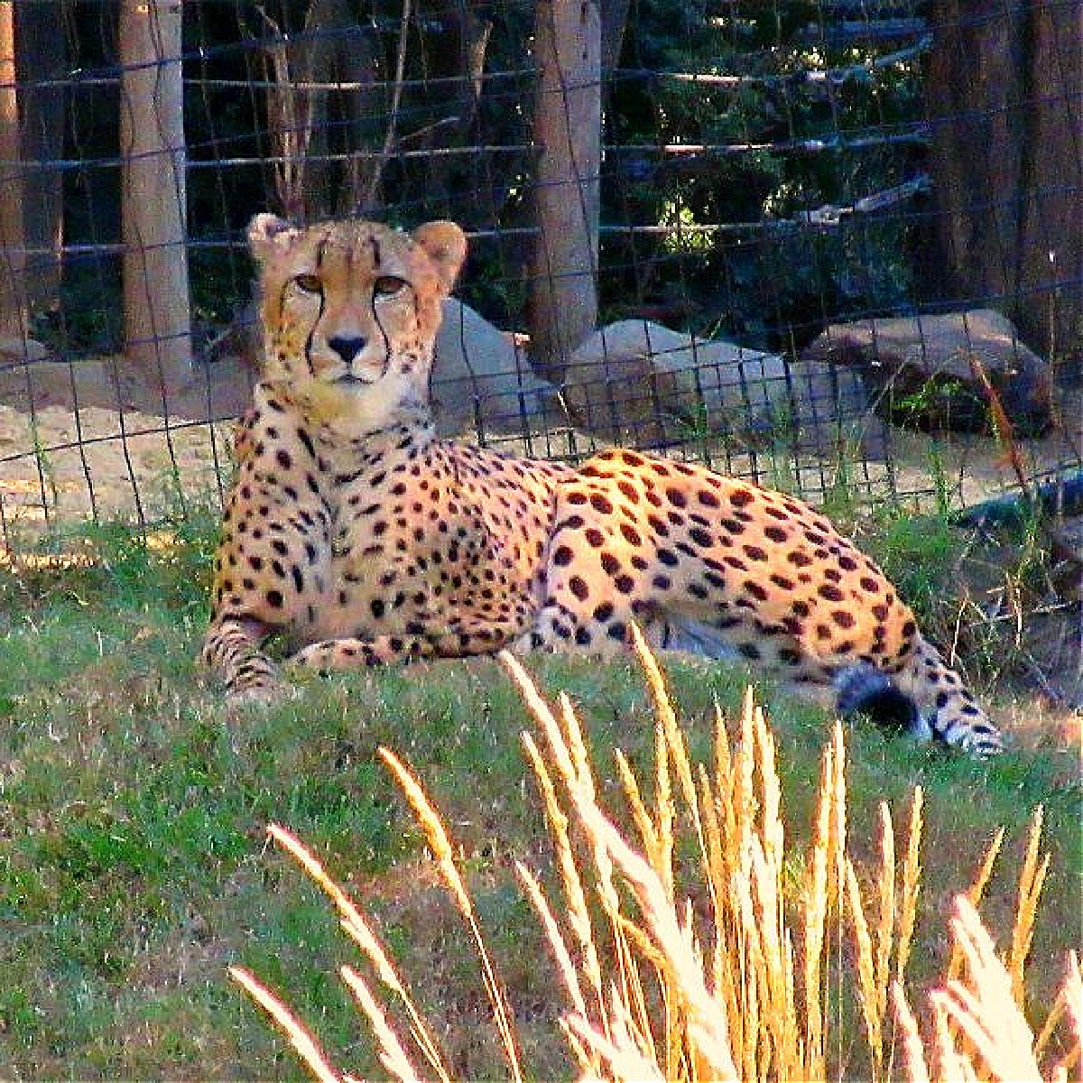 cheetah conservation station at national zoo
