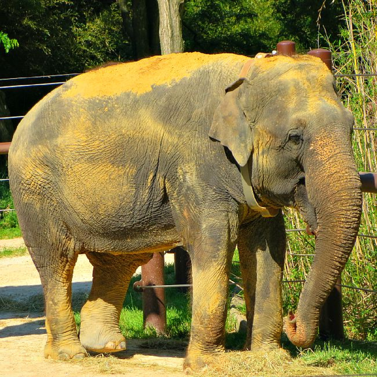 elephants at national zoo