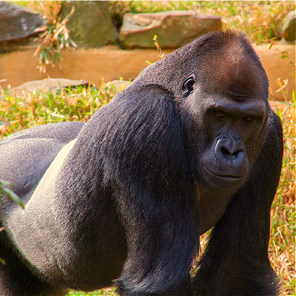 gorillas national zoo