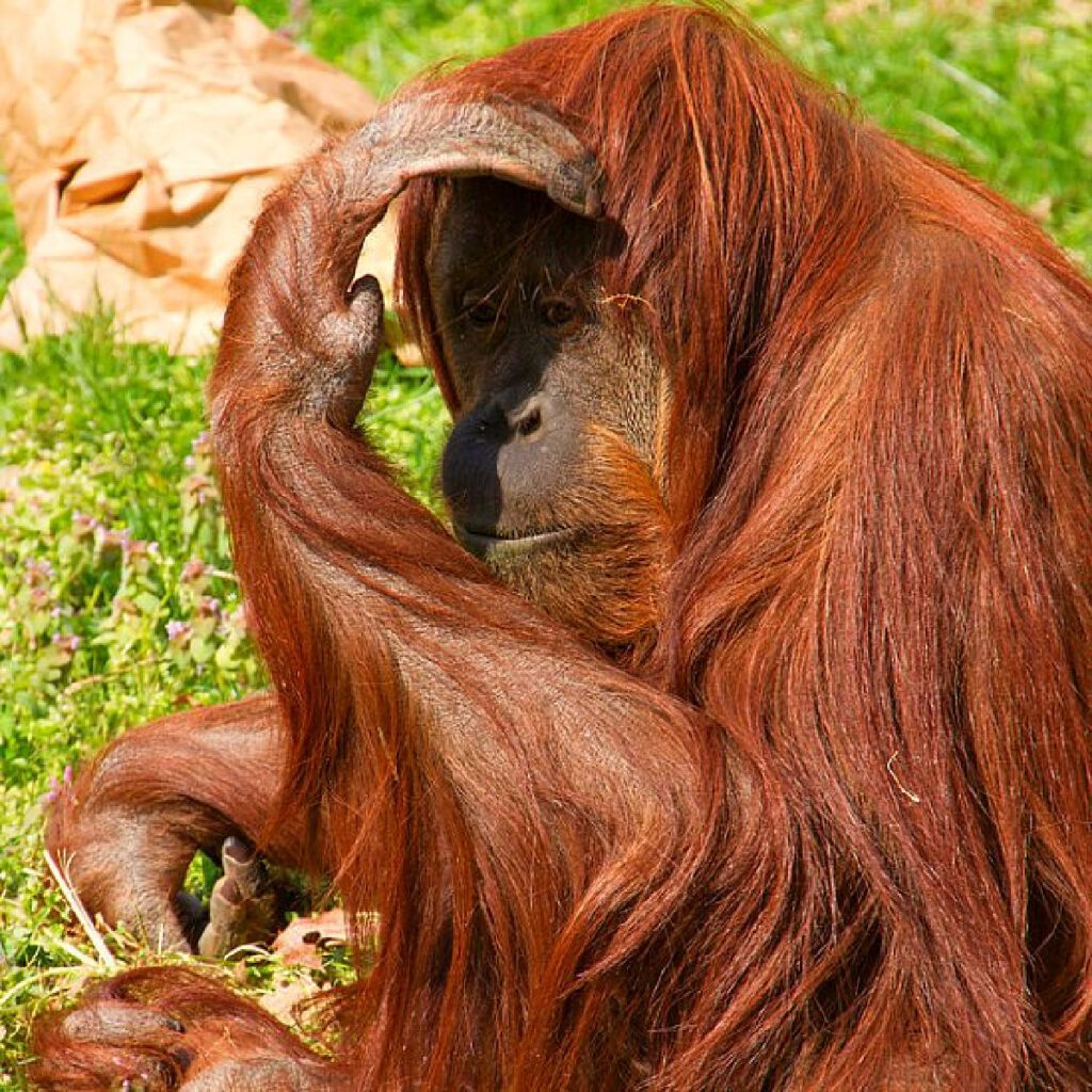 orangutans national zoo