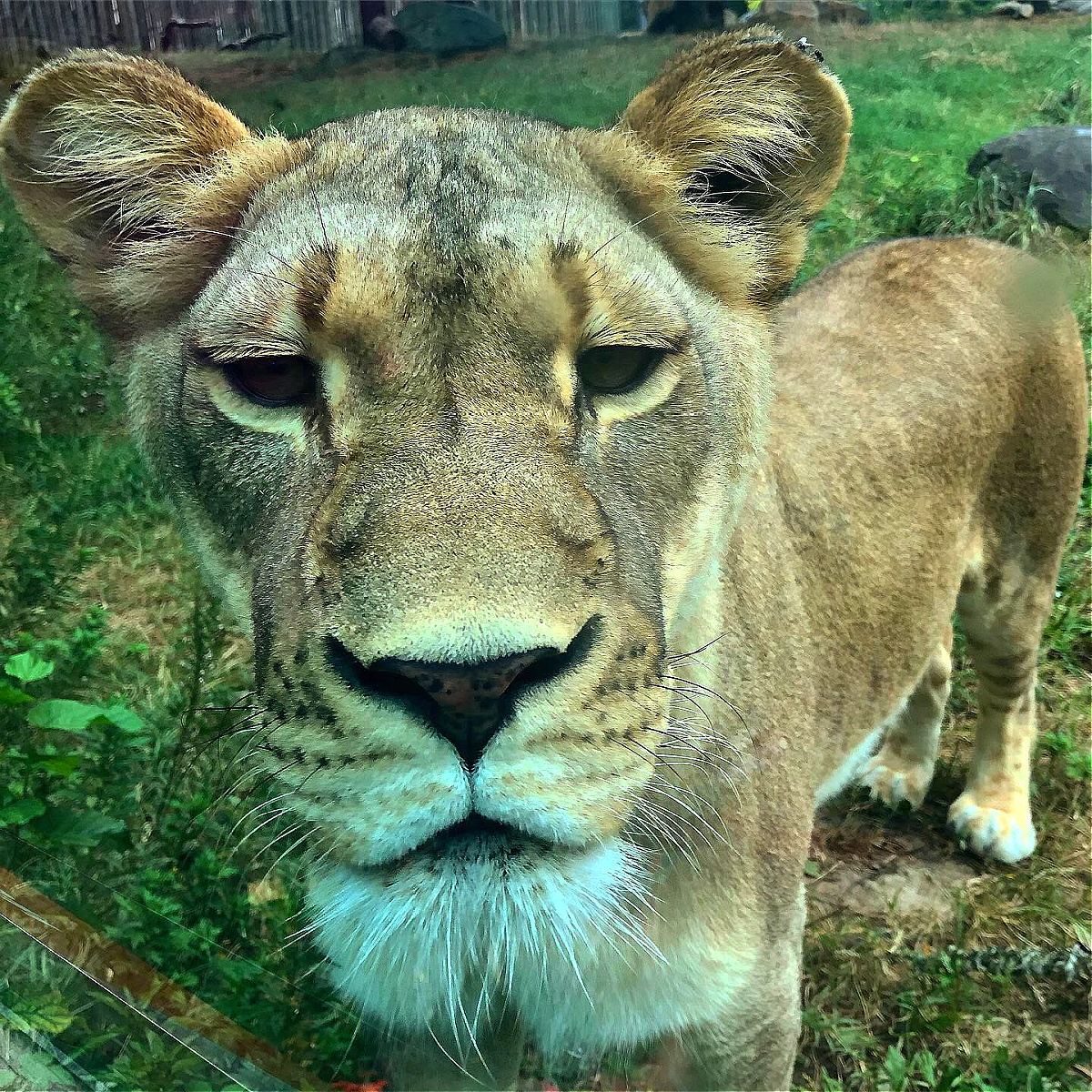 lions maryland zoo