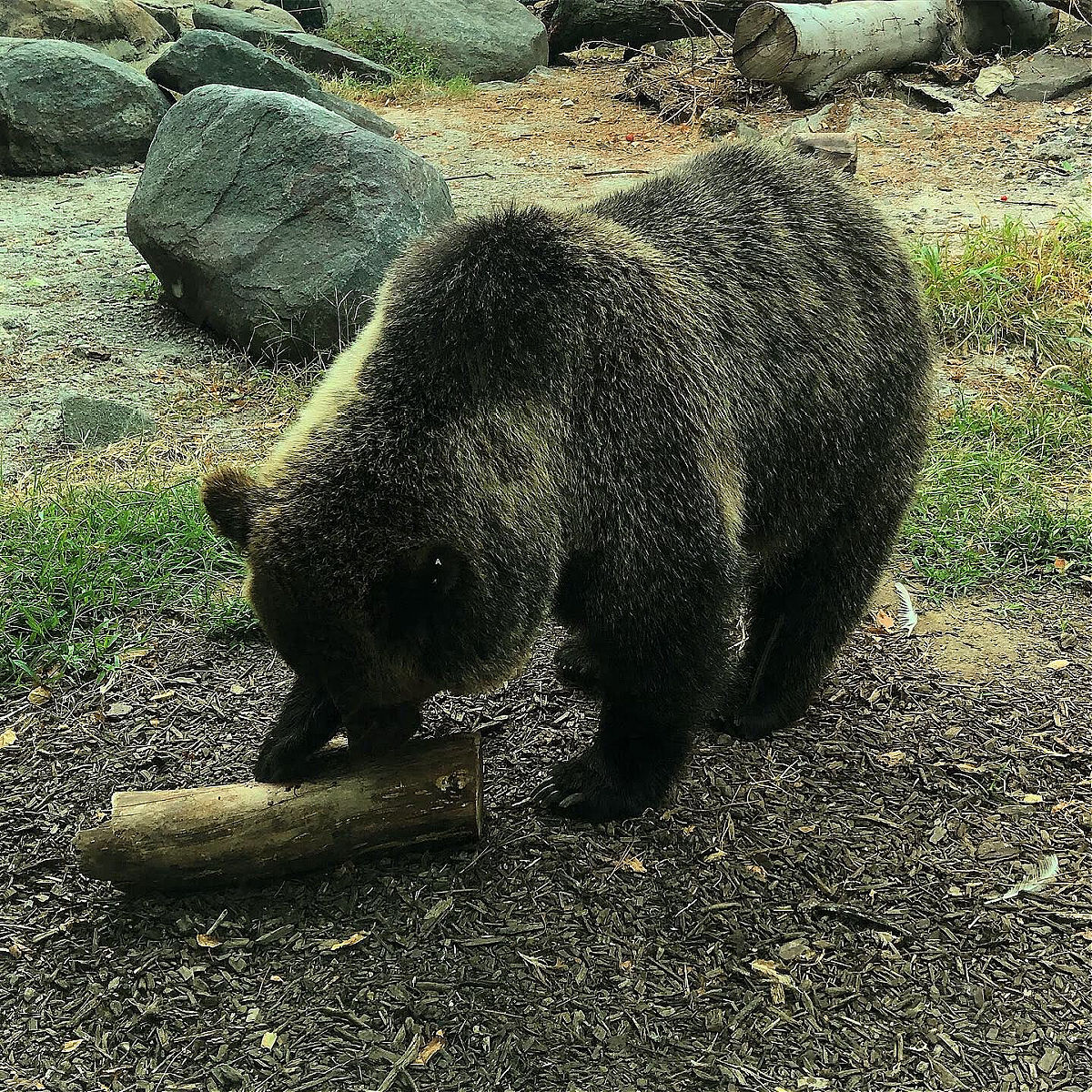 bears at maryland zoo