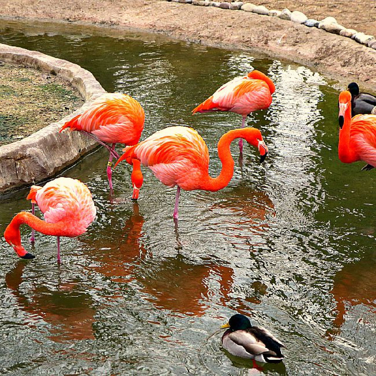 flamingos at maryland zoo