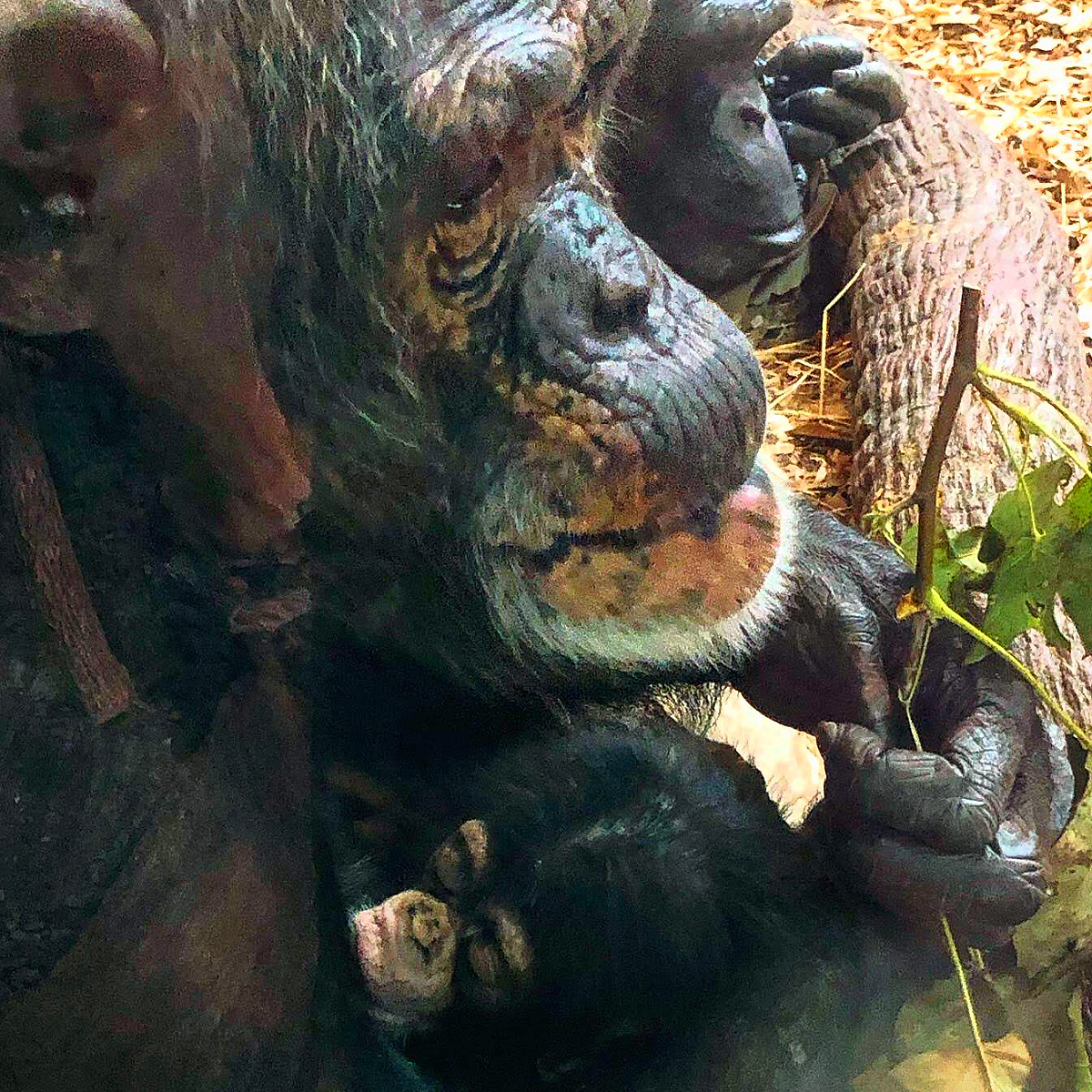 chimpanzee at maryland zoo