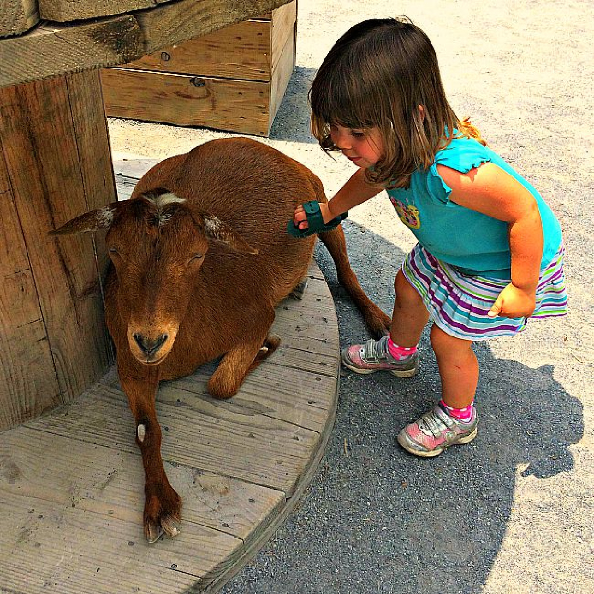 goat petting maryland zoo