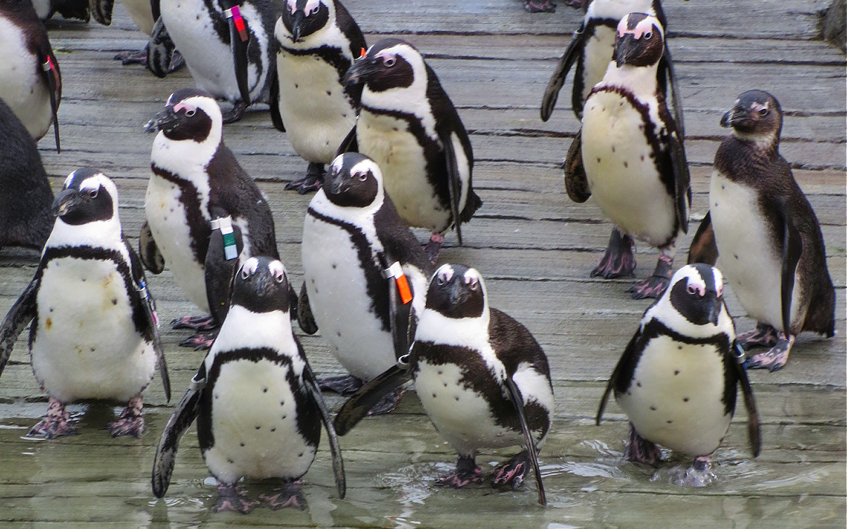 penguins at maryland zoo
