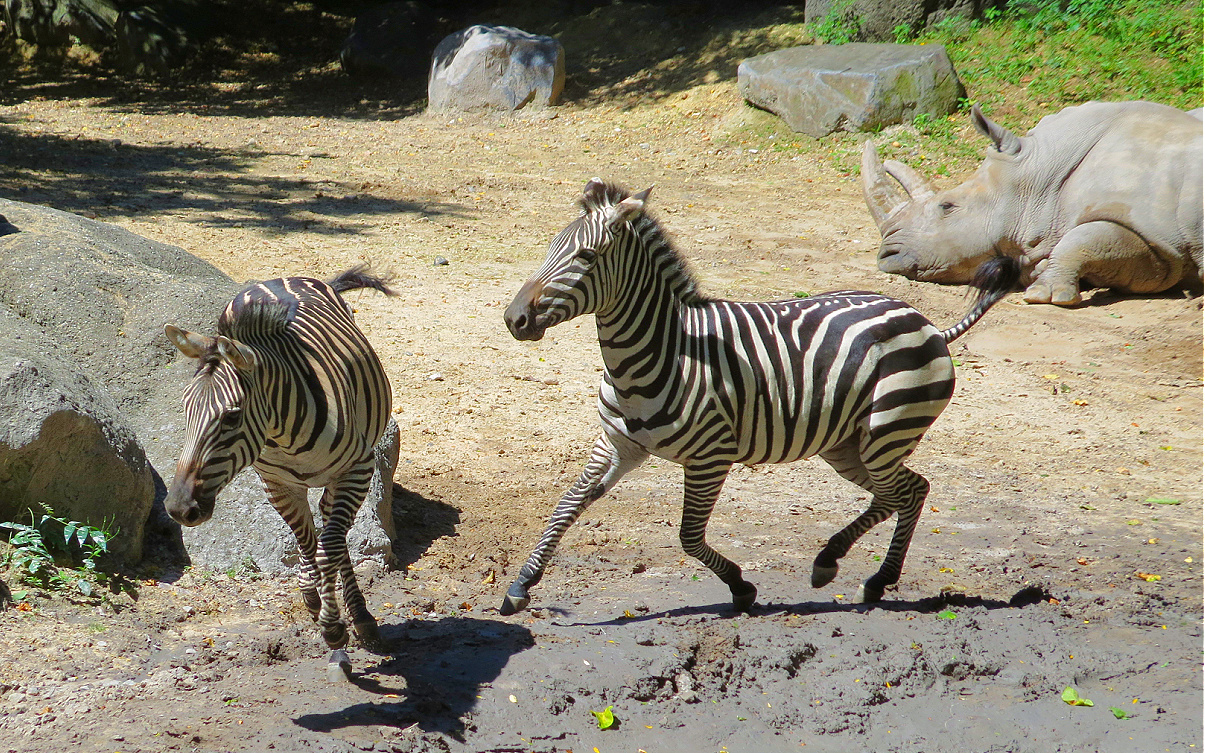 zebras at maryland zoo