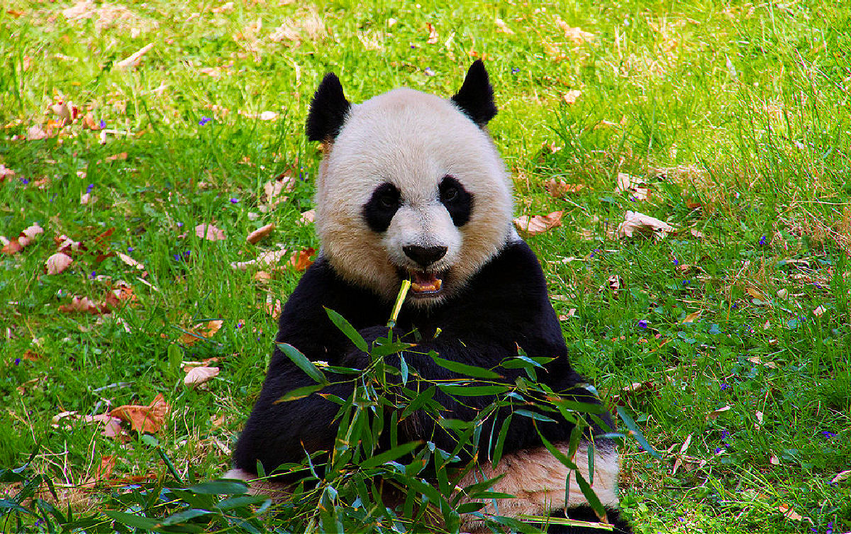 pandas national zoo