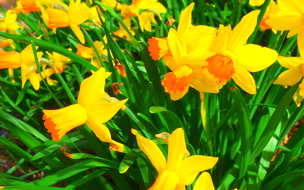 daffodils in Washington DC