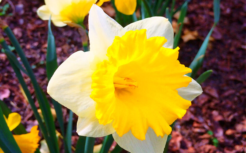 daffodils in virginia