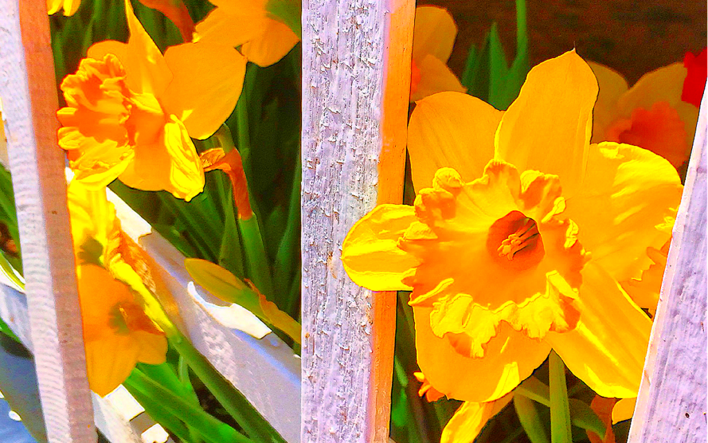 daffodil picking in virginia