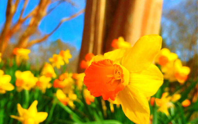 10 Delightful Places to See Daffodils in Maryland, DC, and Virginia