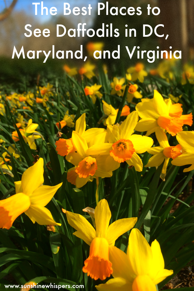 daffodils in maryland, dc, and virginia