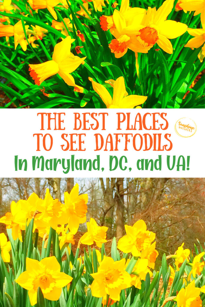 best places to see daffodils in maryland