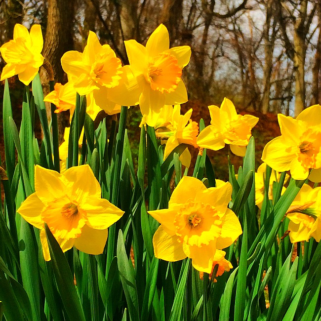 daffodils in maryland, dc, and virginia