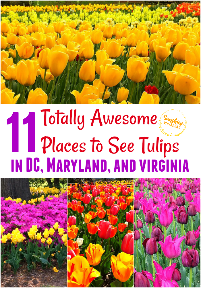 tulips in dc and maryland