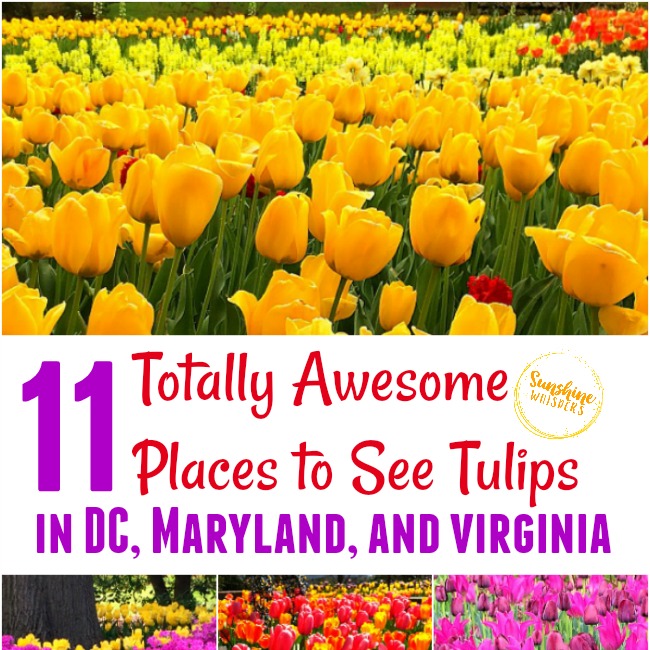 tulips in maryland