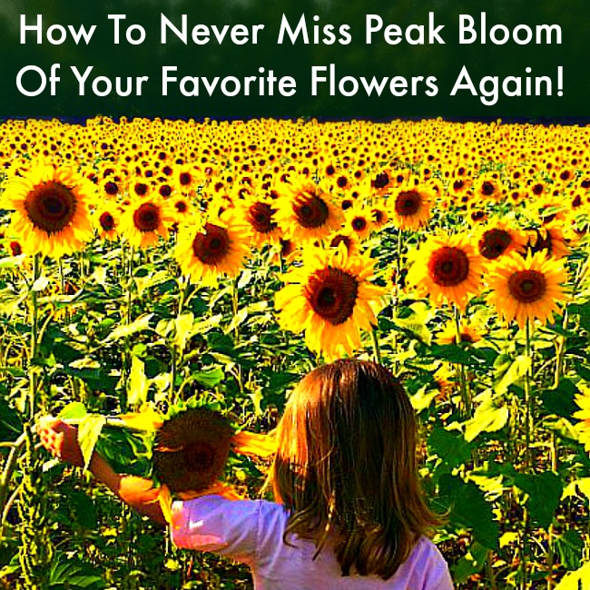 How To Never Miss Peak Bloom Of Your Favorite Flowers Again!