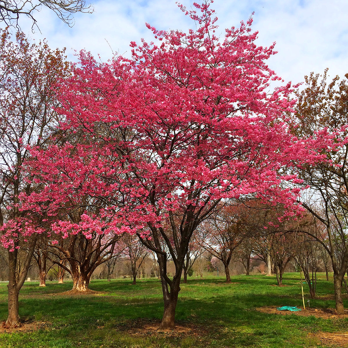 us arboretum cherry blossoms