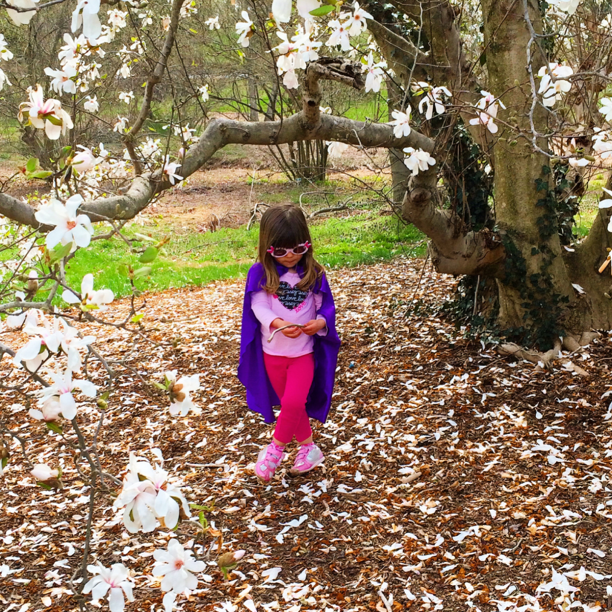 us arboretum cherry blossoms