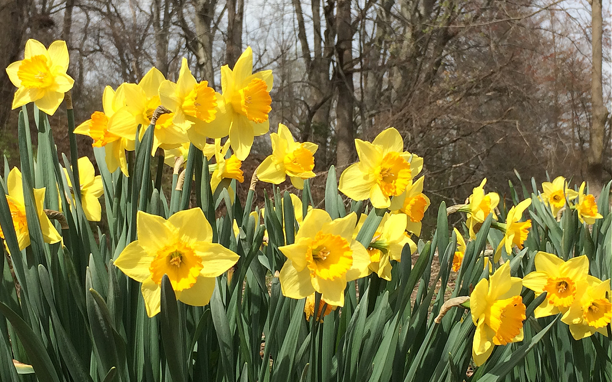 us arboretum daffodils
