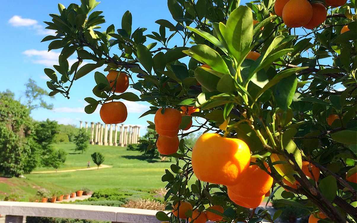 us arboretum oranges