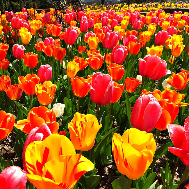 brookside gardens tulips