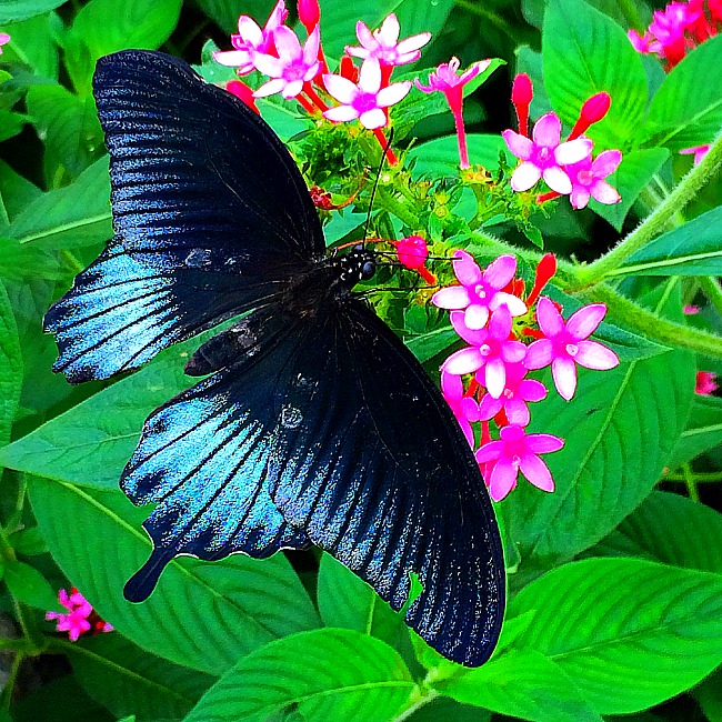 brookside gardens wings of fancy