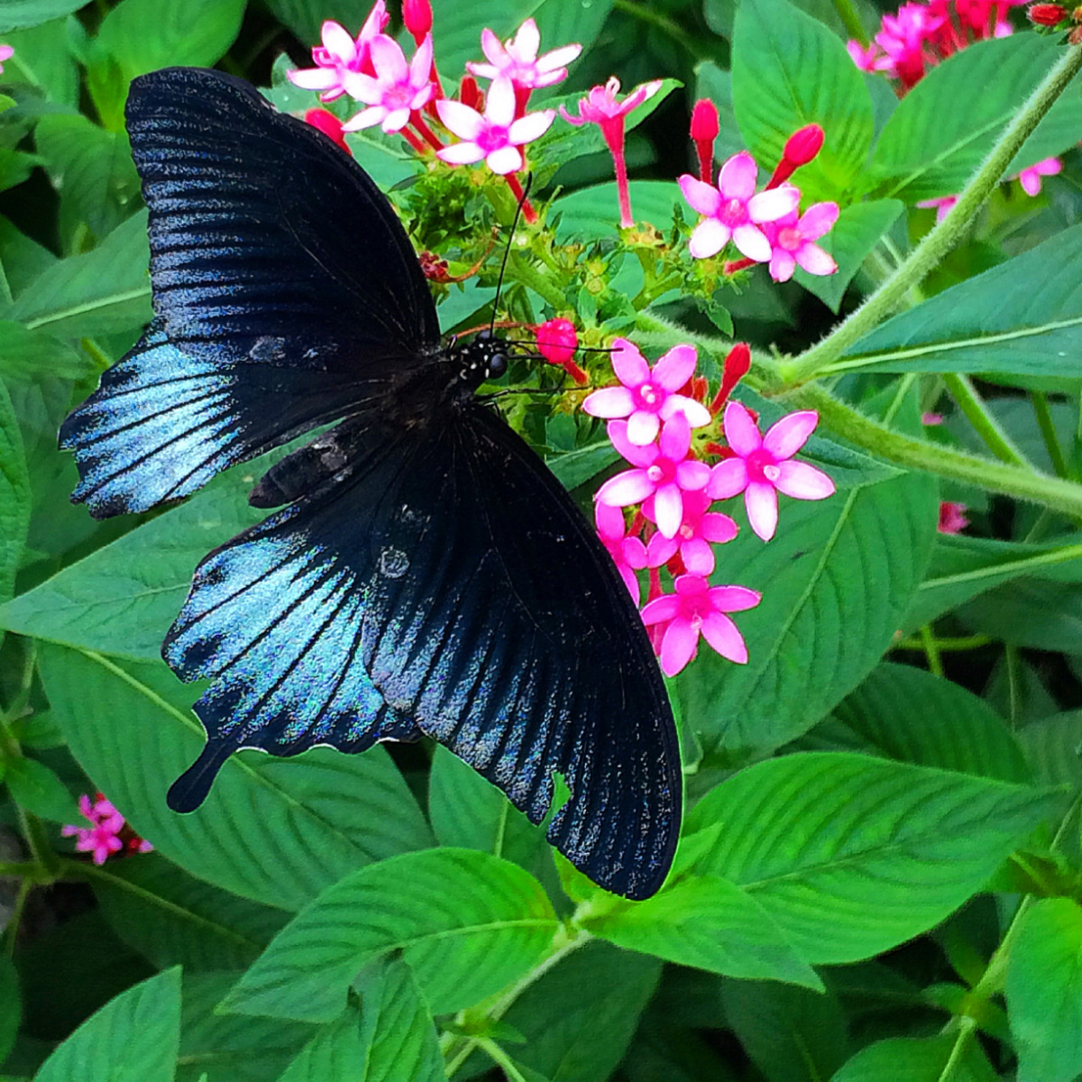 brookside gardens butterflies