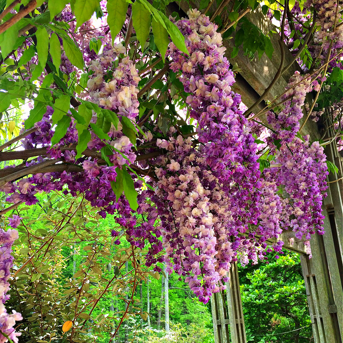 wisteria at brookside gardens