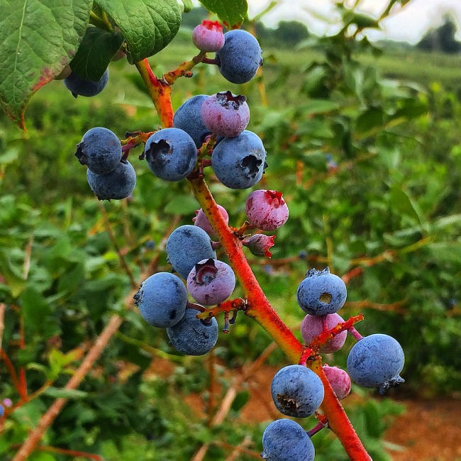 pick your own fruit in maryland