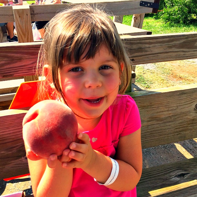 pick your own fruit in maryland
