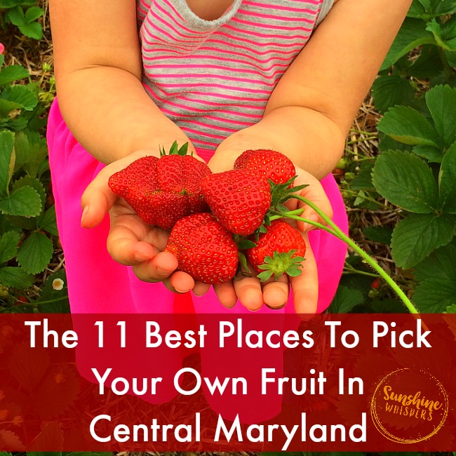 The 11 Best Pick Your Own Fruit Farms and Orchards in Central Maryland